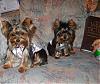 Cash and Tinker taking some cute pictures since they had a day at the groomers!-s8002321.jpg