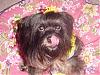 Happy Birthday Trixie!!!-my-trixie-bear-05.jpg