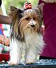 Biewer:  Itzi at Dog Show-resize-wizard-115.jpg