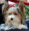 Biewer:  Itzi at Dog Show-resize-wizard-95.jpg