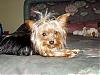 post pics of your male in a bow !! =]-louie-laying-bed-cutest-400-x-300-.jpg