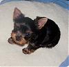 Is she cute or what???-seven-weeks-bella-small.jpg