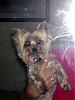 Our Yorkie Adoption! New to Yorkie Talk-dscn4023.jpg