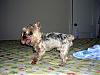 Our Yorkie Adoption! New to Yorkie Talk-dscn4021.jpg