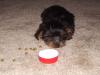 I got my Yorkie-puppy.jpg