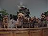 Pack of dogs!!-9307-all-6-.jpg