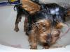 Oli in the bath-piperbath.jpg