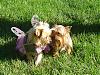 Our Yorkie Family !-dsc04952.jpg