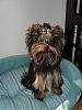 Pictures for Breeder-copper-his-bed-2.jpg