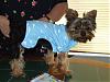 Gizmo's new haircut and first jammies-rbacklegs2.jpg