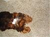 Can you imagine how cute this pic of Mokah would have been if I hadn't screwed it up?-mok9707-2-600-x-450-.jpg