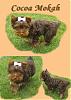 My chocolate yorkie-41807collage-426-x-600-.jpg