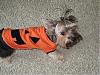 Emma & Milli are ready for Howl-ween!-boo1.jpg