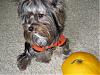 Emma & Milli are ready for Howl-ween!-boo2.jpg