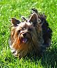 A YORKIE AND BIEWER ON THE MOVE (Action)-action1a.jpg