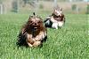 A YORKIE AND BIEWER ON THE MOVE (Action)-action11a.jpg