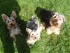 Enjoying The Sun-yorkies10thsept07.jpg