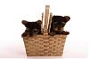 Two little surprises in a basket-two-boys-480-x-320-.jpg