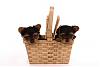 Two little surprises in a basket-two-boys-2-480-x-320-.jpg