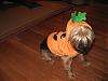 Potential Halloween Costume-pumpkin-beau.jpg