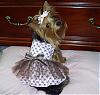 Lacy's Birthday Dresses! - Go.Fetch, Chloe Bella, & Hip Doggie-skull-dress.jpg