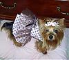 Lacy's Birthday Dresses! - Go.Fetch, Chloe Bella, & Hip Doggie-skull-dress2.jpg