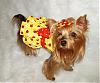 Lacy's Birthday Dresses! - Go.Fetch, Chloe Bella, & Hip Doggie-ladybug2.jpg