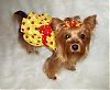 Lacy's Birthday Dresses! - Go.Fetch, Chloe Bella, & Hip Doggie-ladybug3.jpg