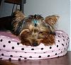 I caught the cutest pictures of pixie last night-puppies-024.jpg