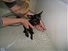 I bathed Pixie for the first time!-pixie-bath-4.jpg