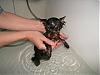 I bathed Pixie for the first time!-pixie-bath-5.jpg