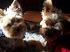 I Just Had To Share This Picture-molly-charlie-kitchen.jpg