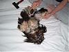 Bucky getting brushed-bucky-groom-017.jpg