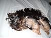 Bucky getting brushed-bucky-groom-023.jpg