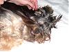 Bucky getting brushed-bucky-groom-025.jpg