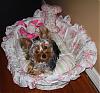 -::-Daisy and her new bed!!!-::--db8_m.jpg