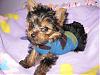 More pictures of my new baby Brooklyn!!!-brooklyn-new-sweater-012.jpg