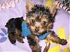 More pictures of my new baby Brooklyn!!!-brooklyn-new-sweater-014.jpg