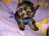 More pictures of my new baby Brooklyn!!!-brooklyn-new-sweater-001.jpg