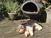 15lb,floppy ears,tail,wonky jaw. PERFECT-sunbathingbud2.jpg