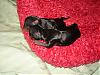 New Pics Of Babies....jasmine & Chunky Monkey-monkey-003.jpg