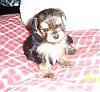 Four weeks old Duchess-duchess-4-weeks-2.jpg