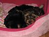 My Brooklyn, Keelysmom's Maverick and PrincessTink's Ruby!  Puppy overload!!!-brookie-004.jpg