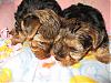 My Brooklyn, Keelysmom's Maverick and PrincessTink's Ruby!  Puppy overload!!!-brookie-024.jpg