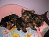 My Brooklyn, Keelysmom's Maverick and PrincessTink's Ruby!  Puppy overload!!!-brookie-020.jpg