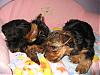 My Brooklyn, Keelysmom's Maverick and PrincessTink's Ruby!  Puppy overload!!!-brookie-012.jpg