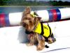 Schatzie's first time boating!!  What a blast!-schatzie-aqua-dog-8-05-2-yt.jpg