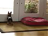 Deer watching-tiger-patiently-waits-9.jpg