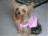 Lexie in her new Jellybean Couture harness!-lexie-new-harness-005.jpg