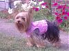 Lexie in her new Jellybean Couture harness!-lexie-new-harness-010.jpg
